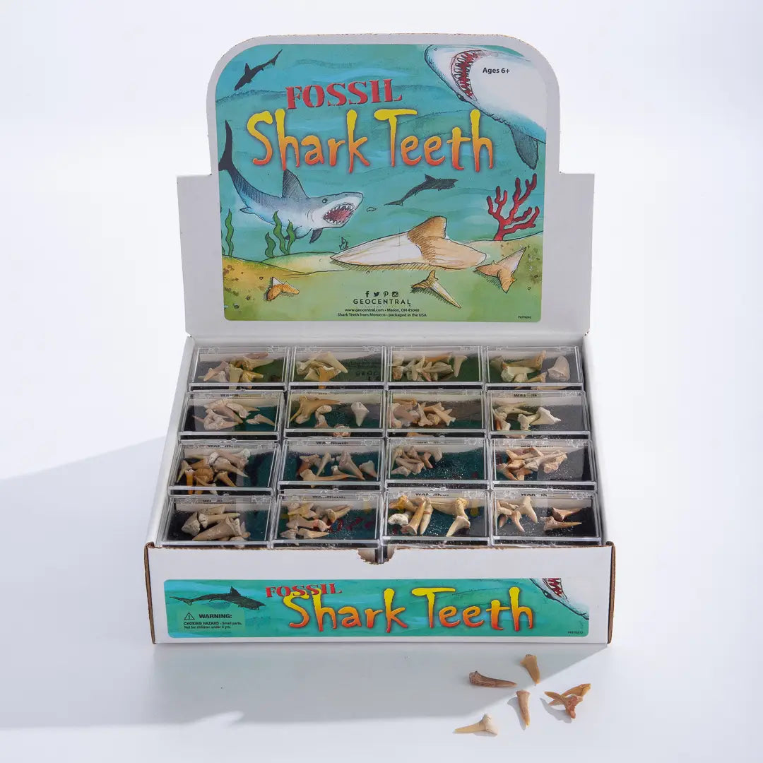 GeoCentral Shark Teeth Souvenir Box