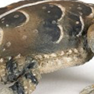 Papo Horned Lizard Figurine