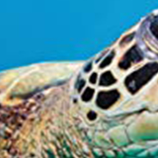 Harper Collins Ranger Rick: I Wish I Was A Sea Turtle