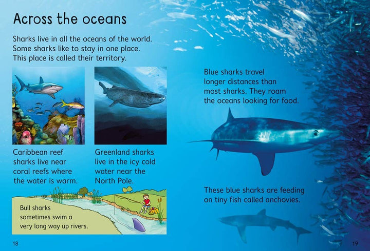 Usborne Beginners Sharks