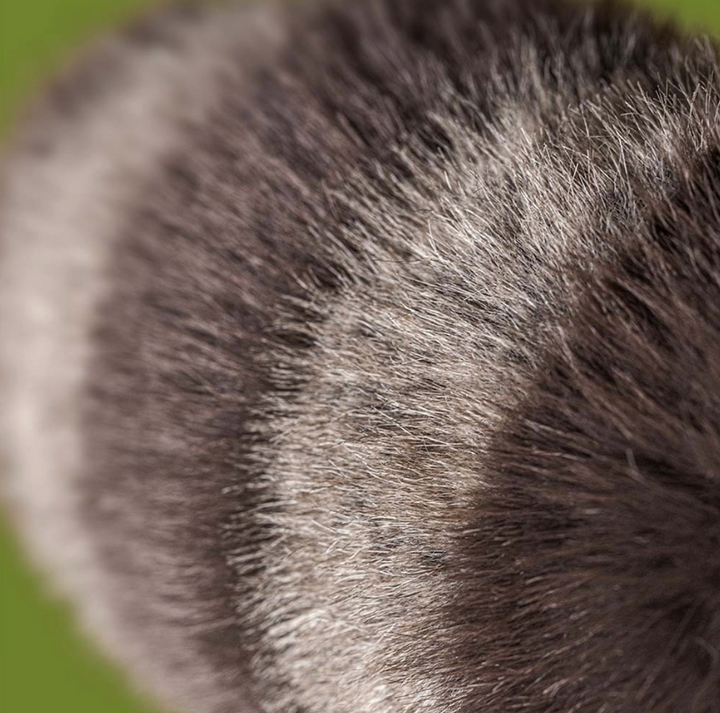 Jellycat Trixiwoo Raccoon