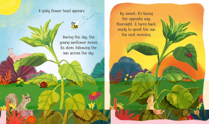 Usborne One Little Seed