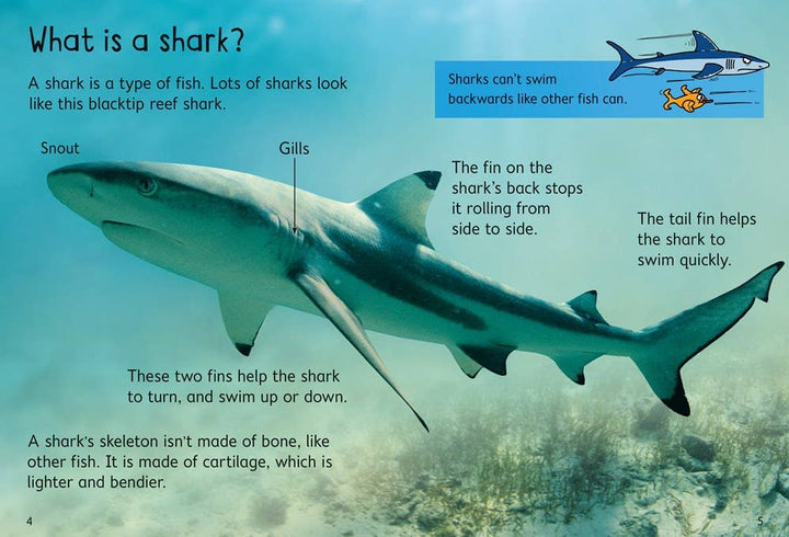 Usborne Beginners Sharks