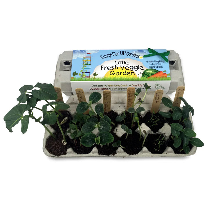 Little Fresh Veggie Garden Grow Kit
