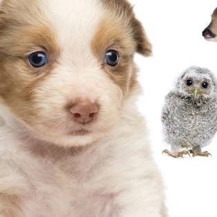 400 Reusable Stickers Baby Animals