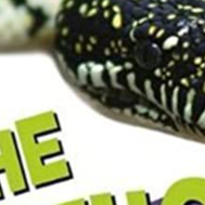 Usborne The Python Problem Pet Vet Book 4