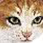 Papo Red Cat Figurine